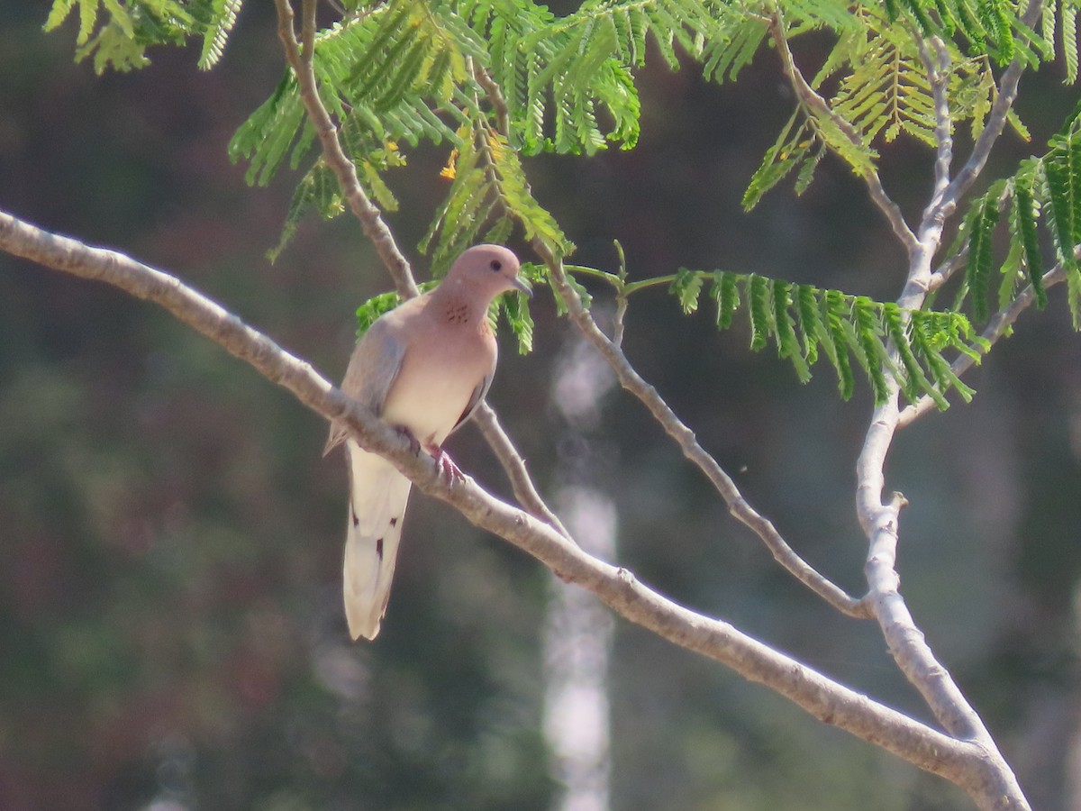 Laughing Dove - Mahboube M.Alizadeh