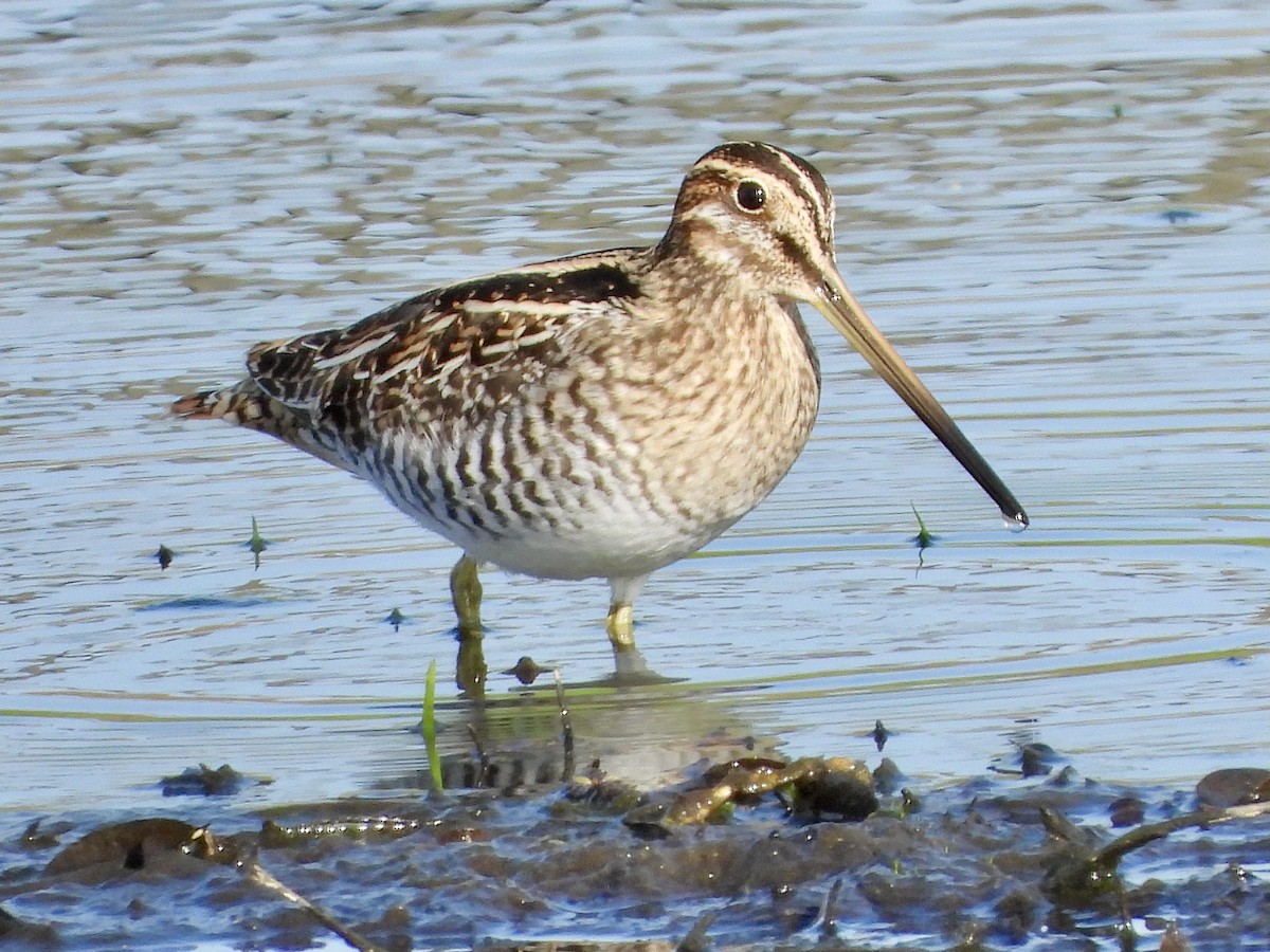Wilson's Snipe - ML386616941