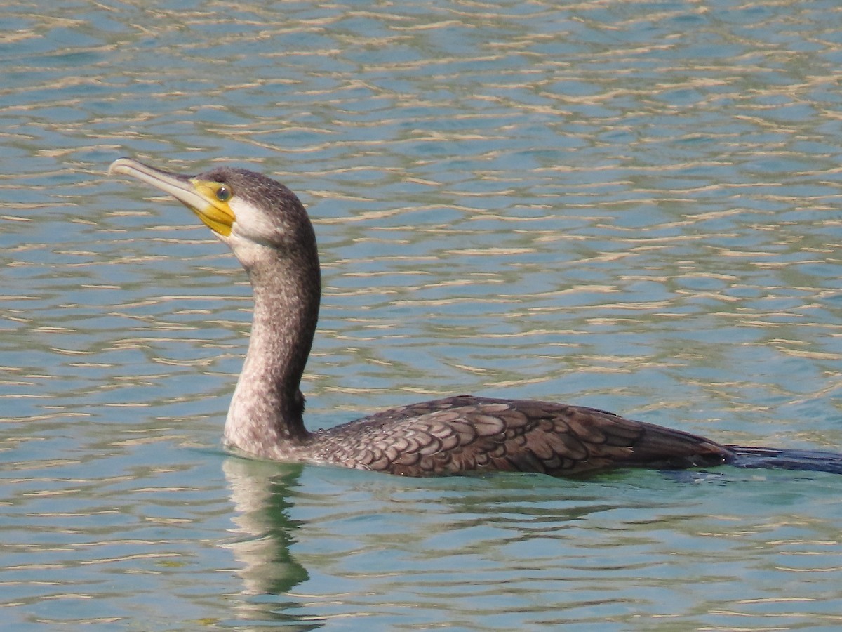 Great Cormorant - Mahboube M.Alizadeh