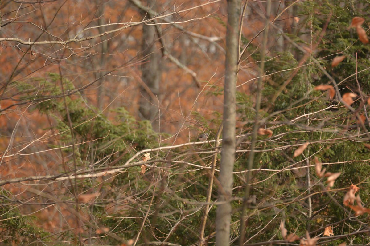 Tufted Titmouse - ML386617541