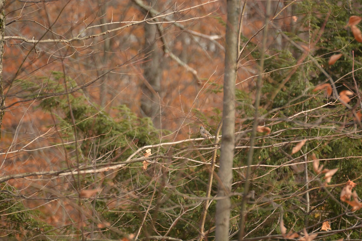 Tufted Titmouse - ML386617561