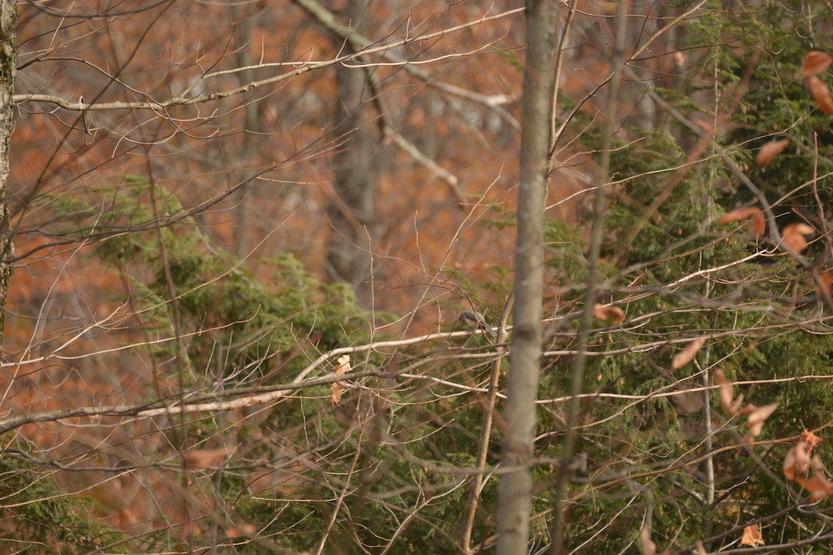 Tufted Titmouse - ML386617591