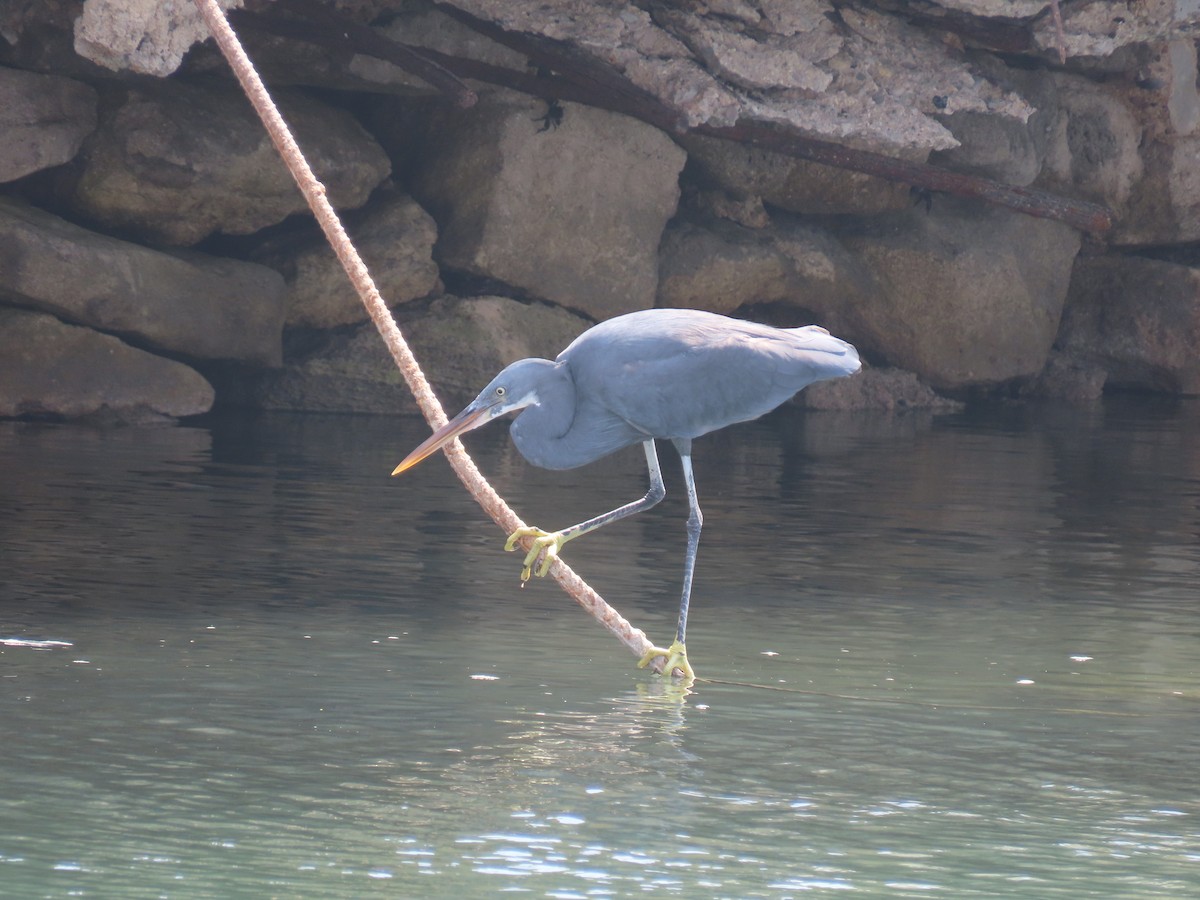 Little Egret - Mahboube M.Alizadeh