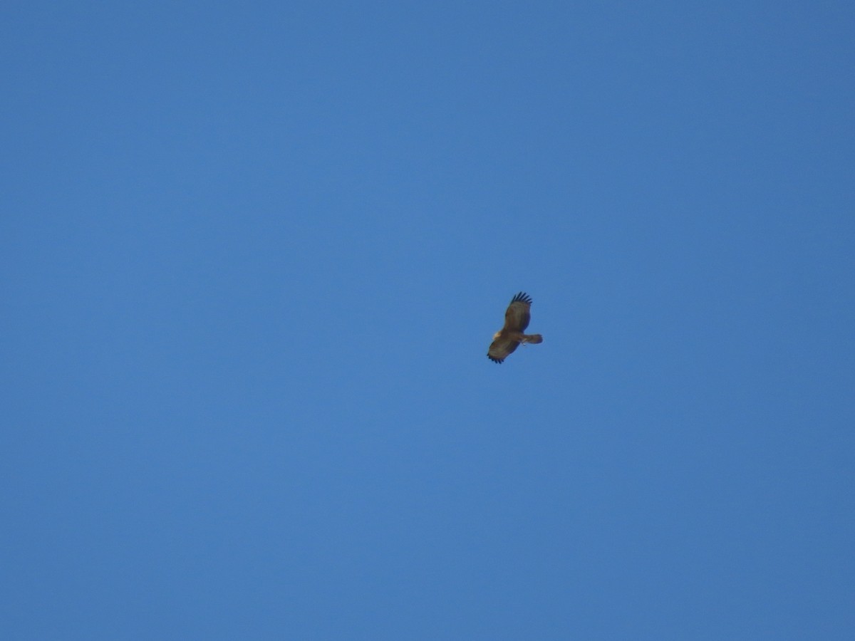 Oriental Honey-buzzard - Mahboube M.Alizadeh