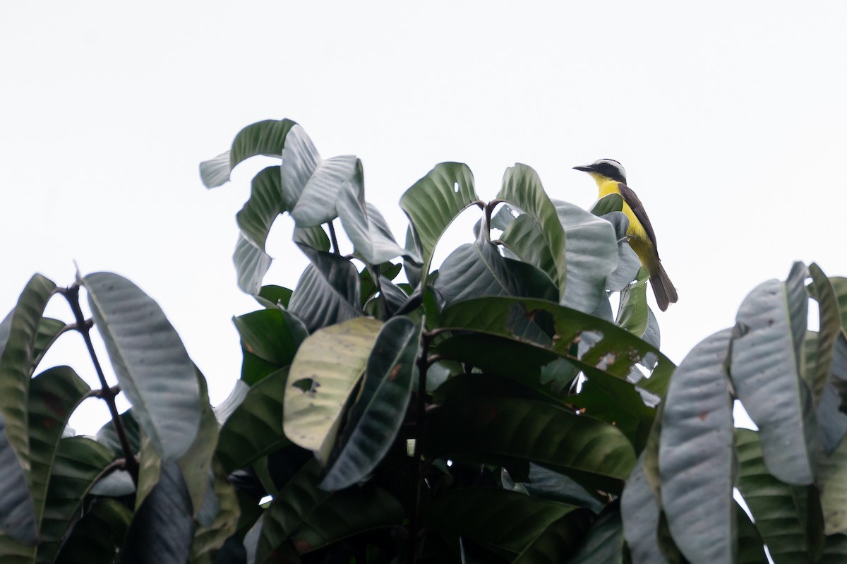 Yellow-throated Flycatcher - ML386617801