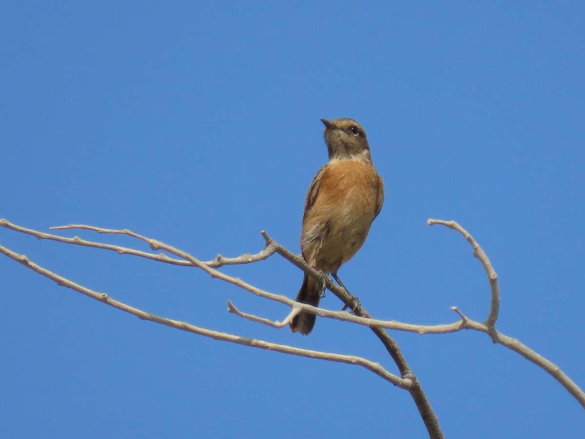 Siberian Stonechat - Mahboube M.Alizadeh