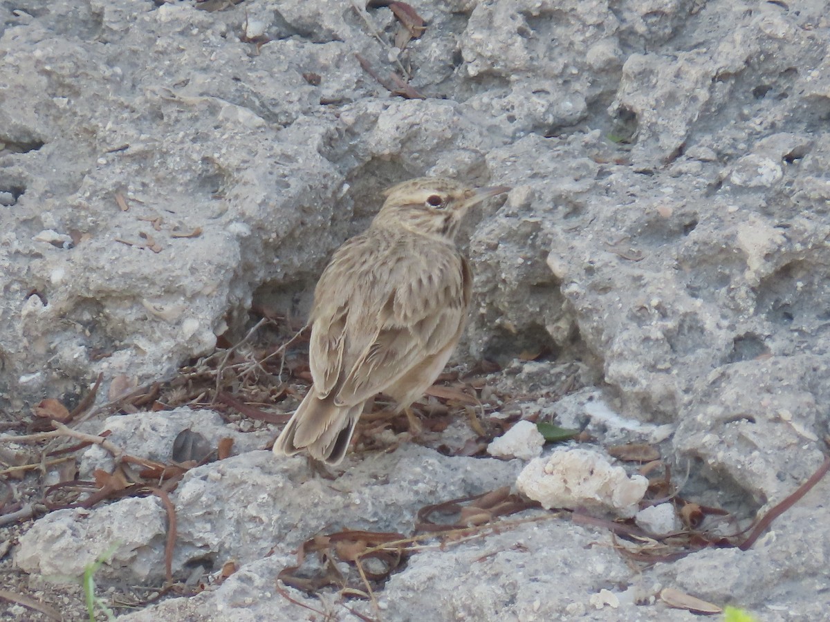 Crested Lark - Mahboube M.Alizadeh