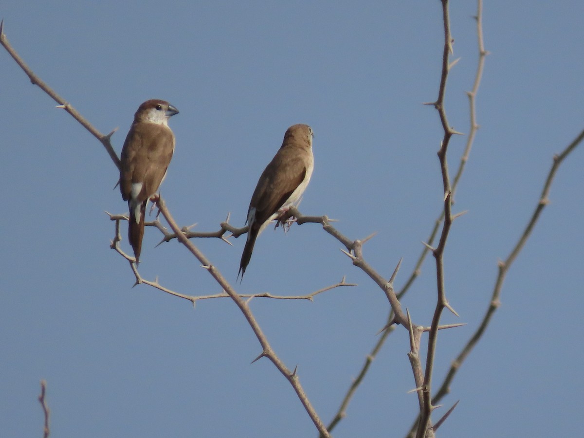 Indian Silverbill - Mahboube M.Alizadeh