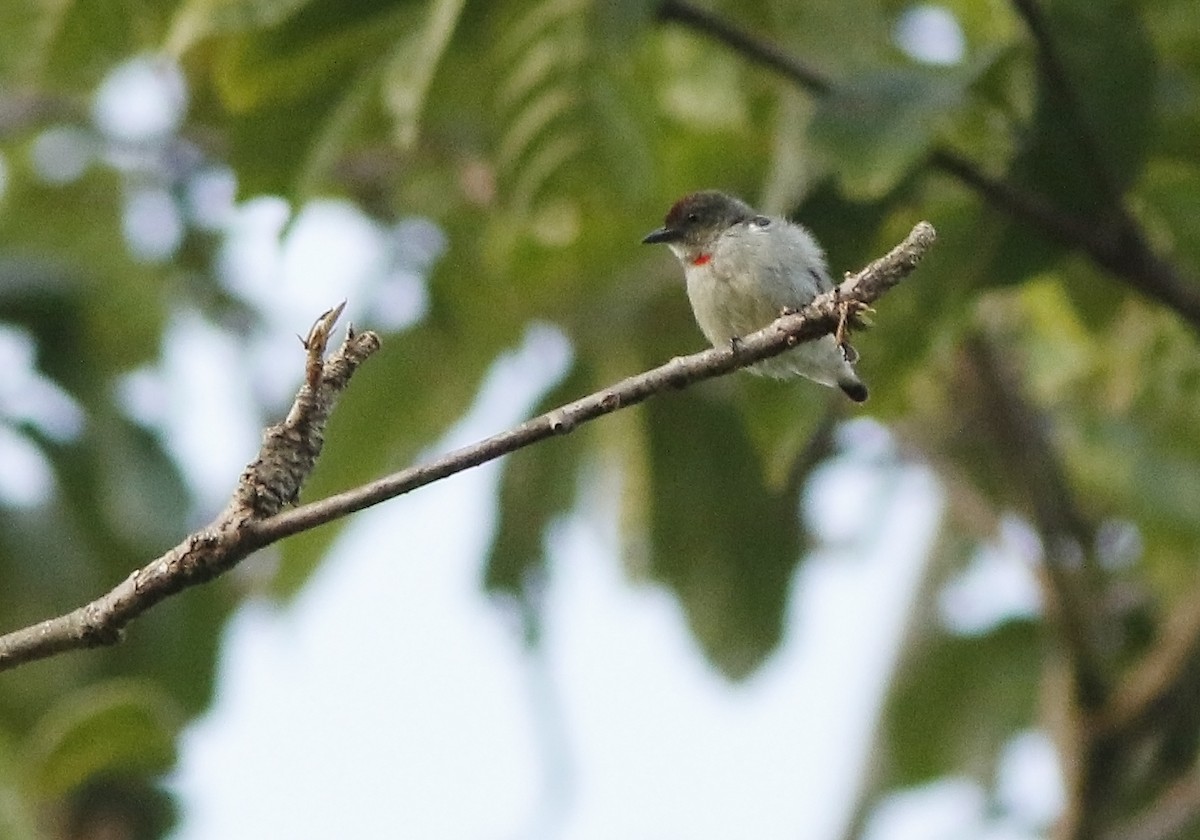 Red-capped Flowerpecker - ML38661961