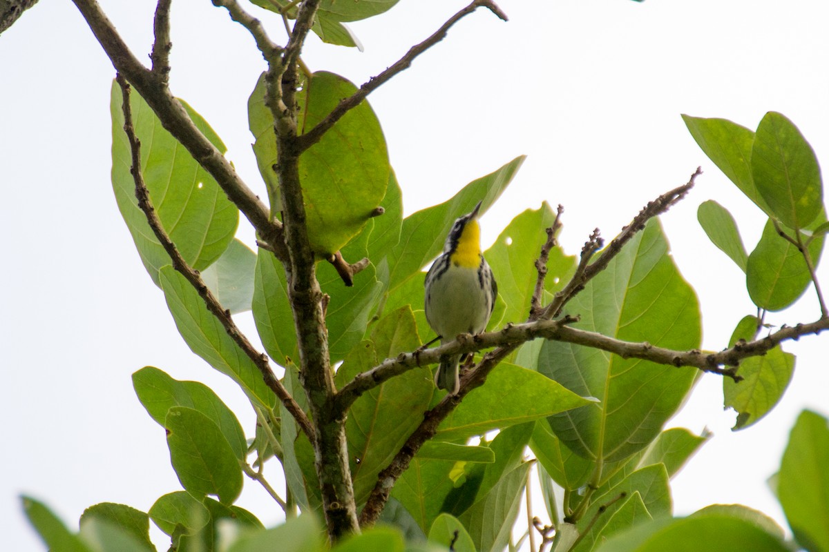 Yellow-throated Warbler - ML38661971