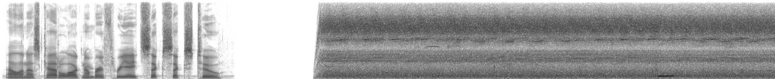 holub ametystový - ML38662