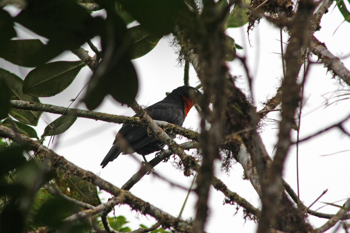 Red-ruffed Fruitcrow - Noreen Baker