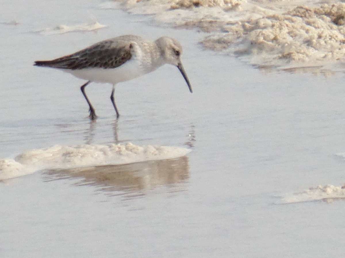 Curlew Sandpiper - ahmad mohammadi ravesh