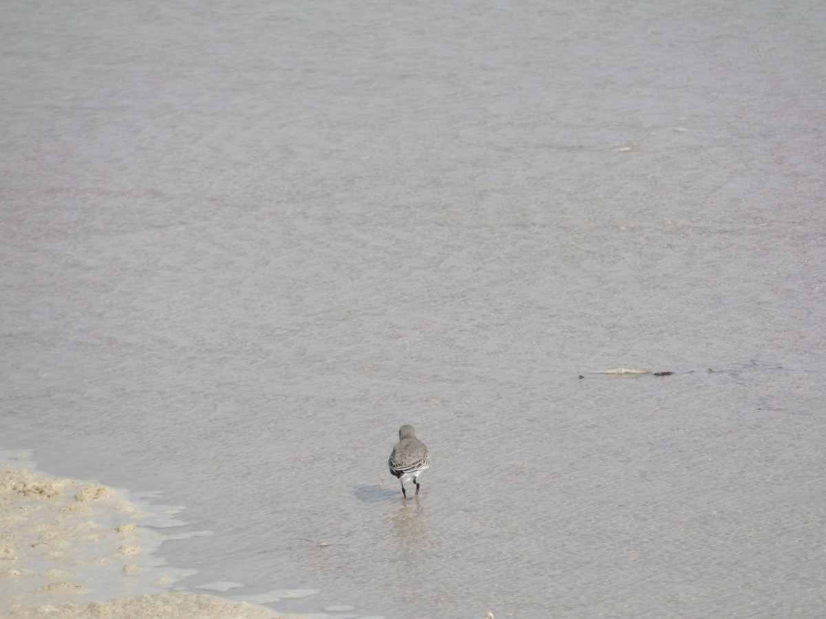 Curlew Sandpiper - ML386622711