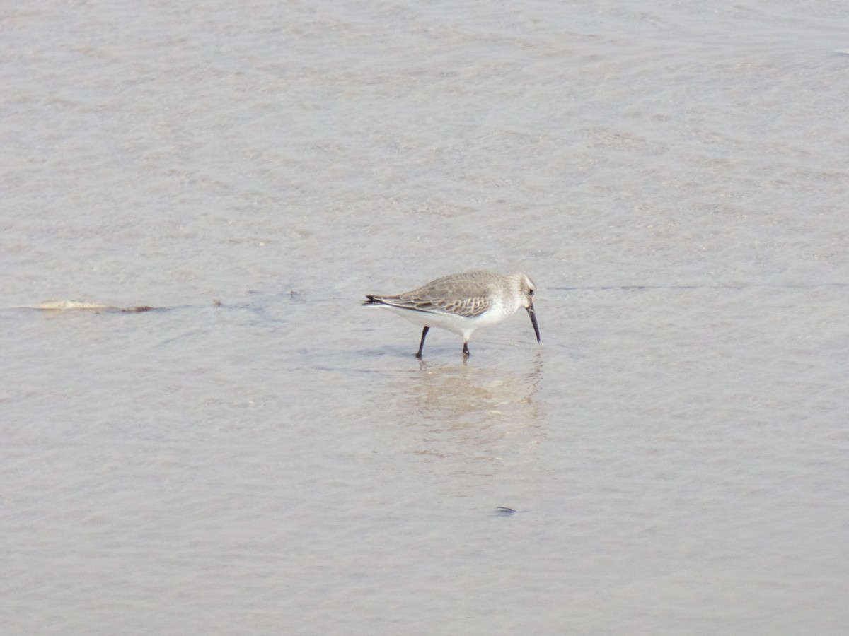 Curlew Sandpiper - ML386622761