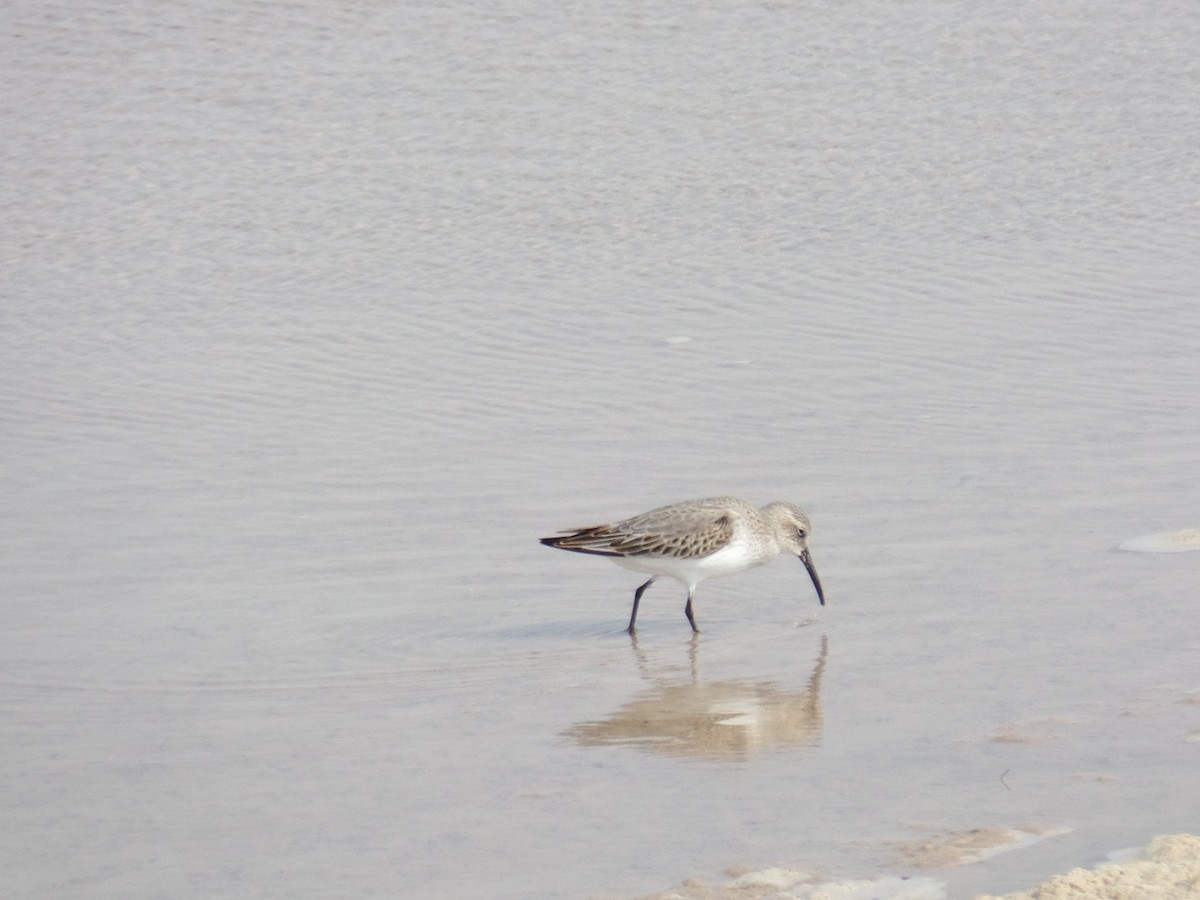 Curlew Sandpiper - ML386622791