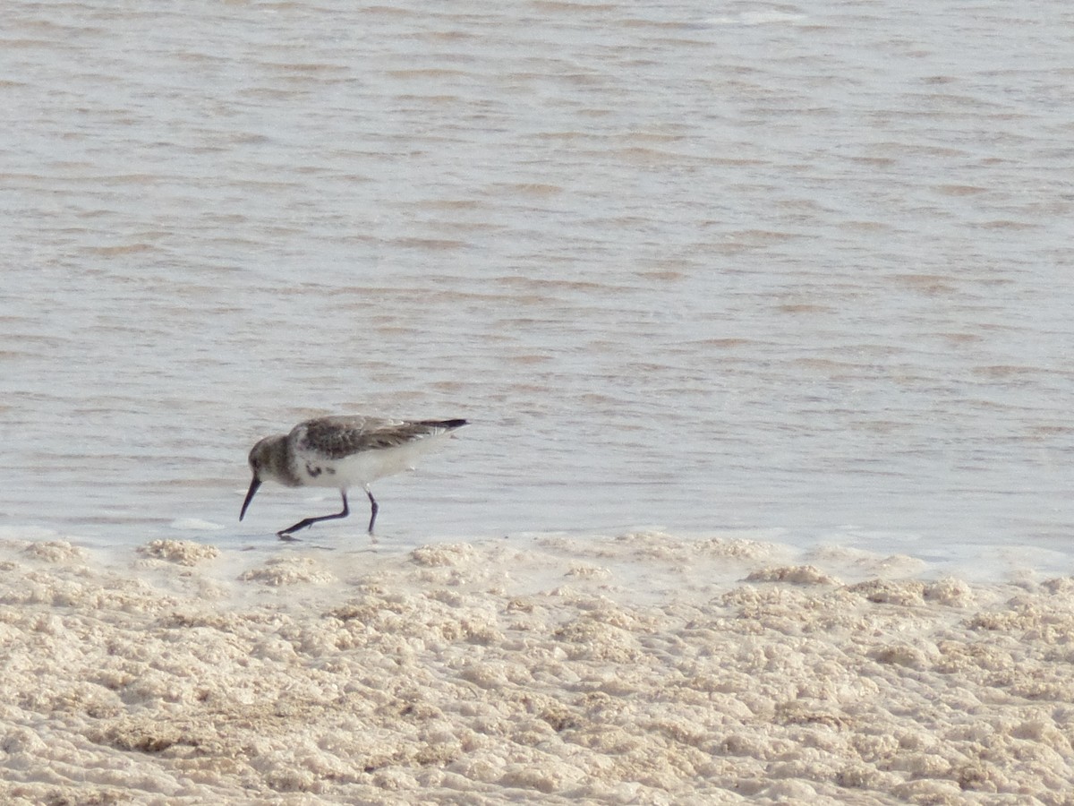 Curlew Sandpiper - ML386622941