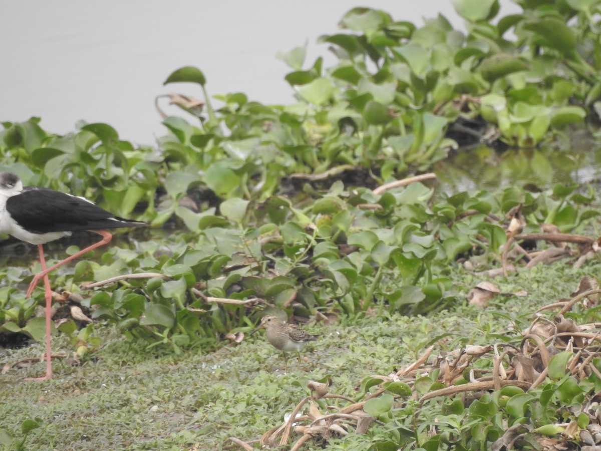 Pectoral Sandpiper - Yogeswarie Sreedharan