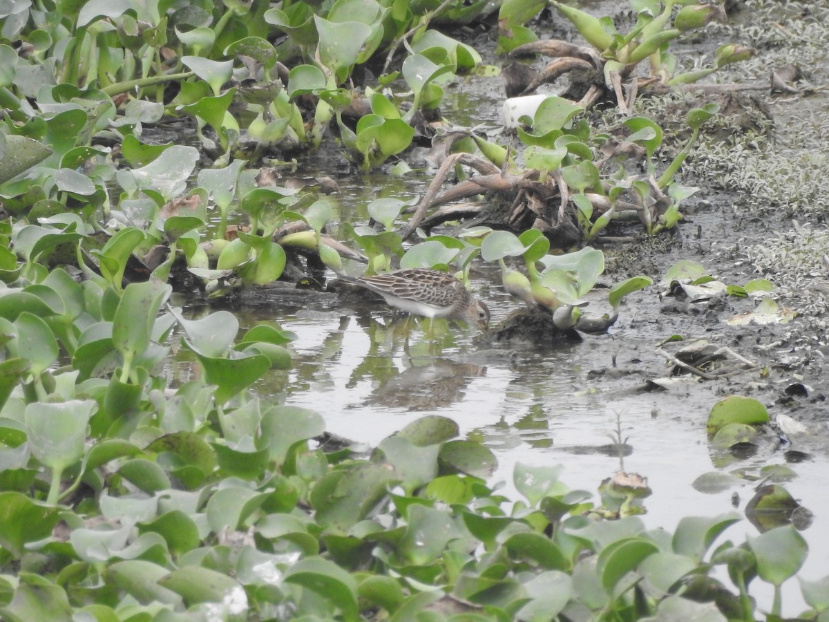 Pectoral Sandpiper - Yogeswarie Sreedharan