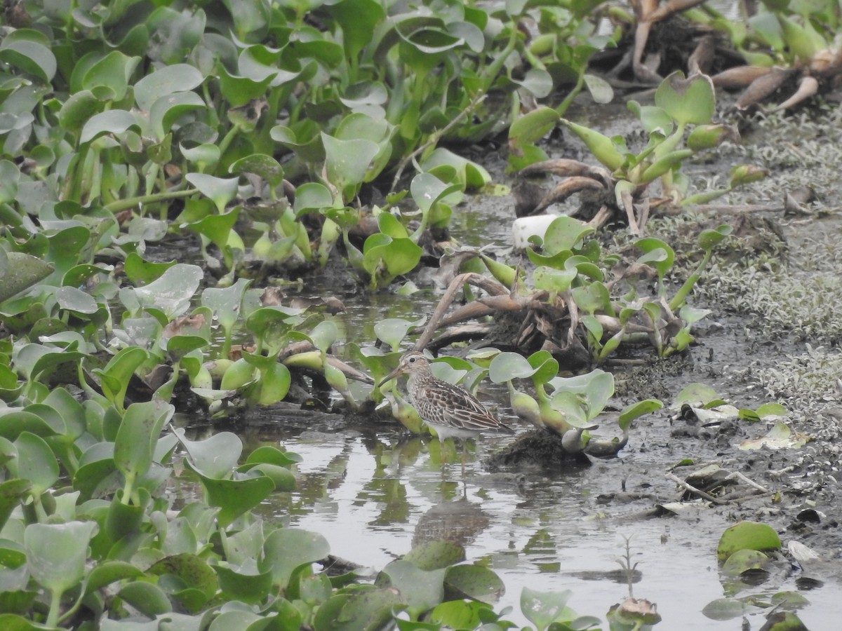 Pectoral Sandpiper - ML386624301