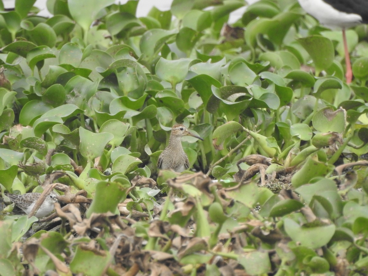 Pectoral Sandpiper - Yogeswarie Sreedharan