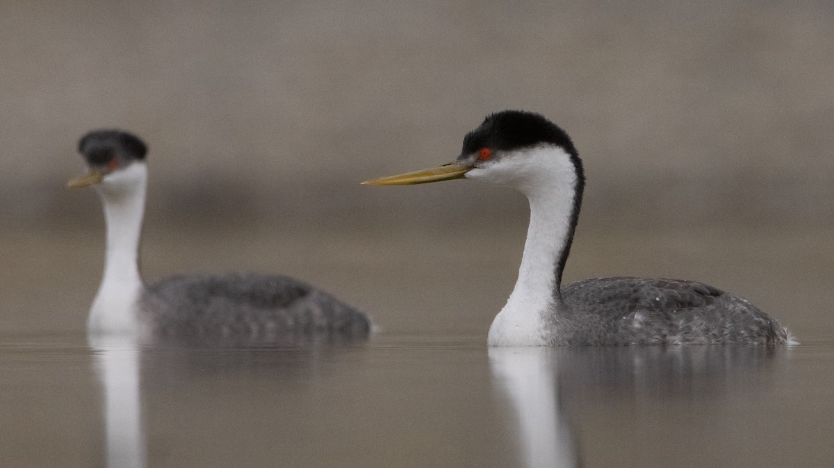 Western Grebe - ML386624581