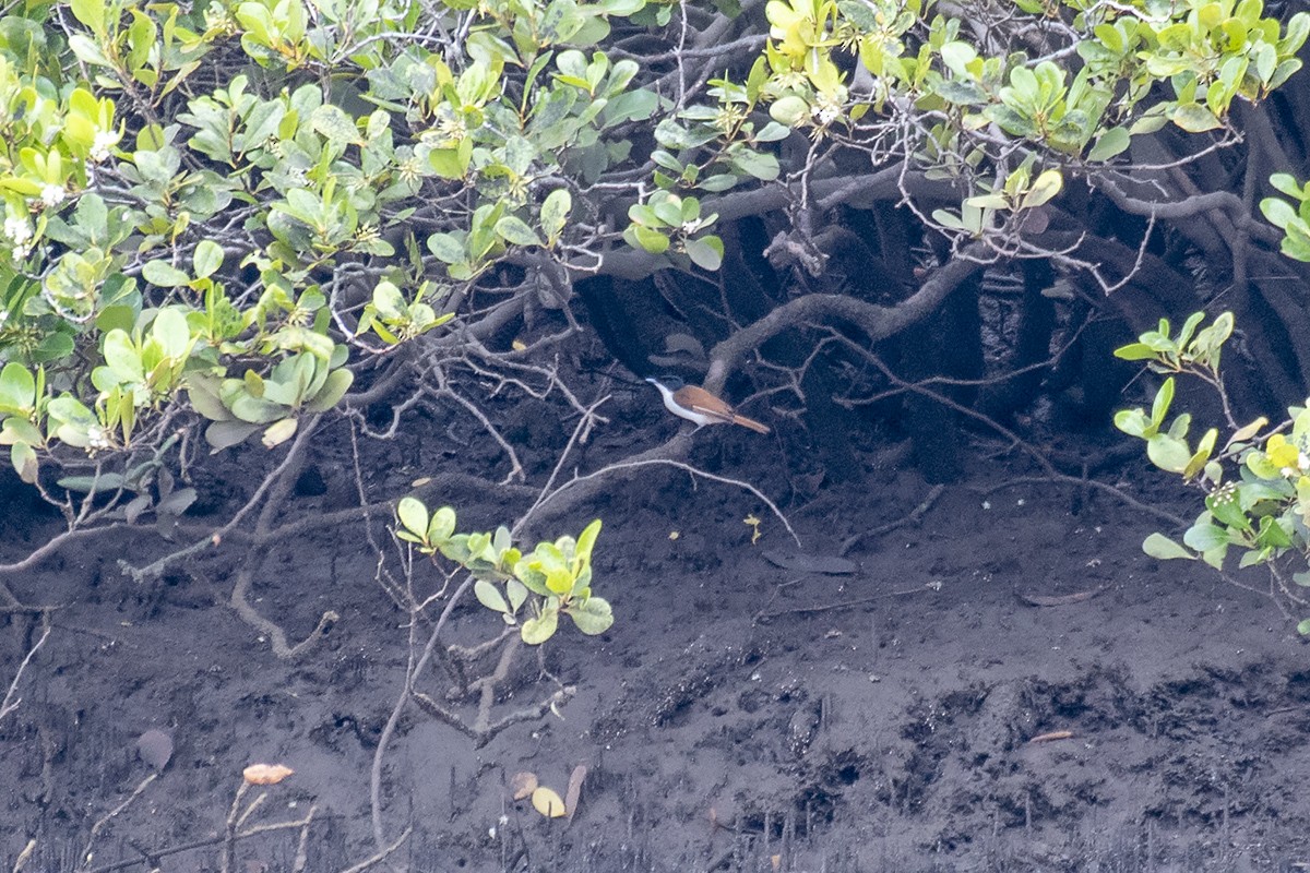 Shining Flycatcher - ML386625811