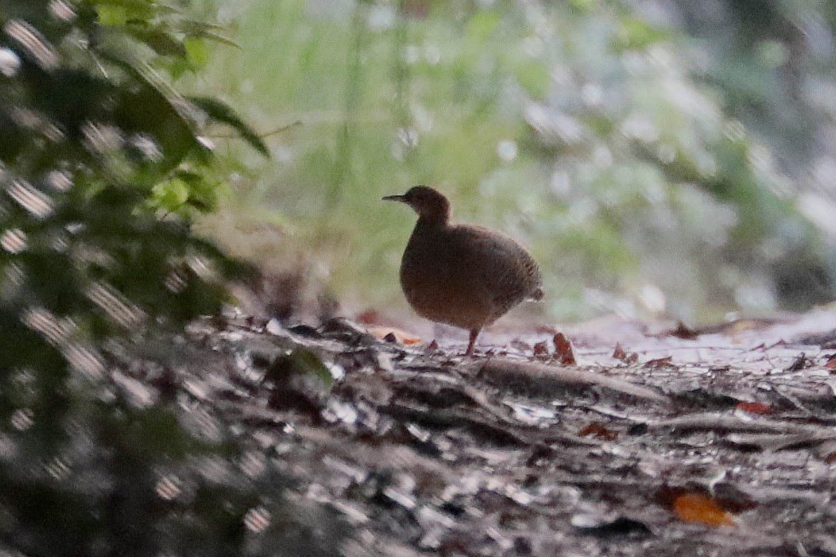 Red-legged Tinamou - ML386625841