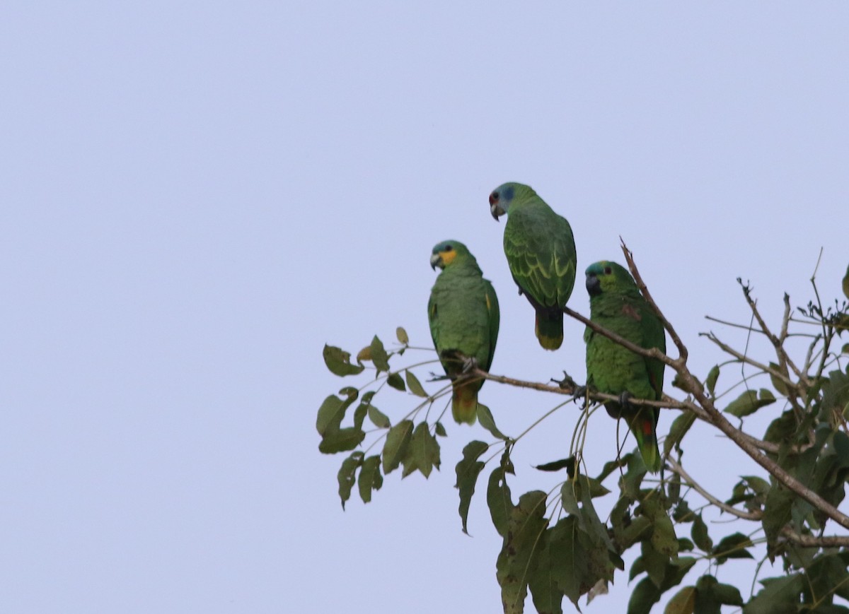 Red-tailed Parrot - ML38662721