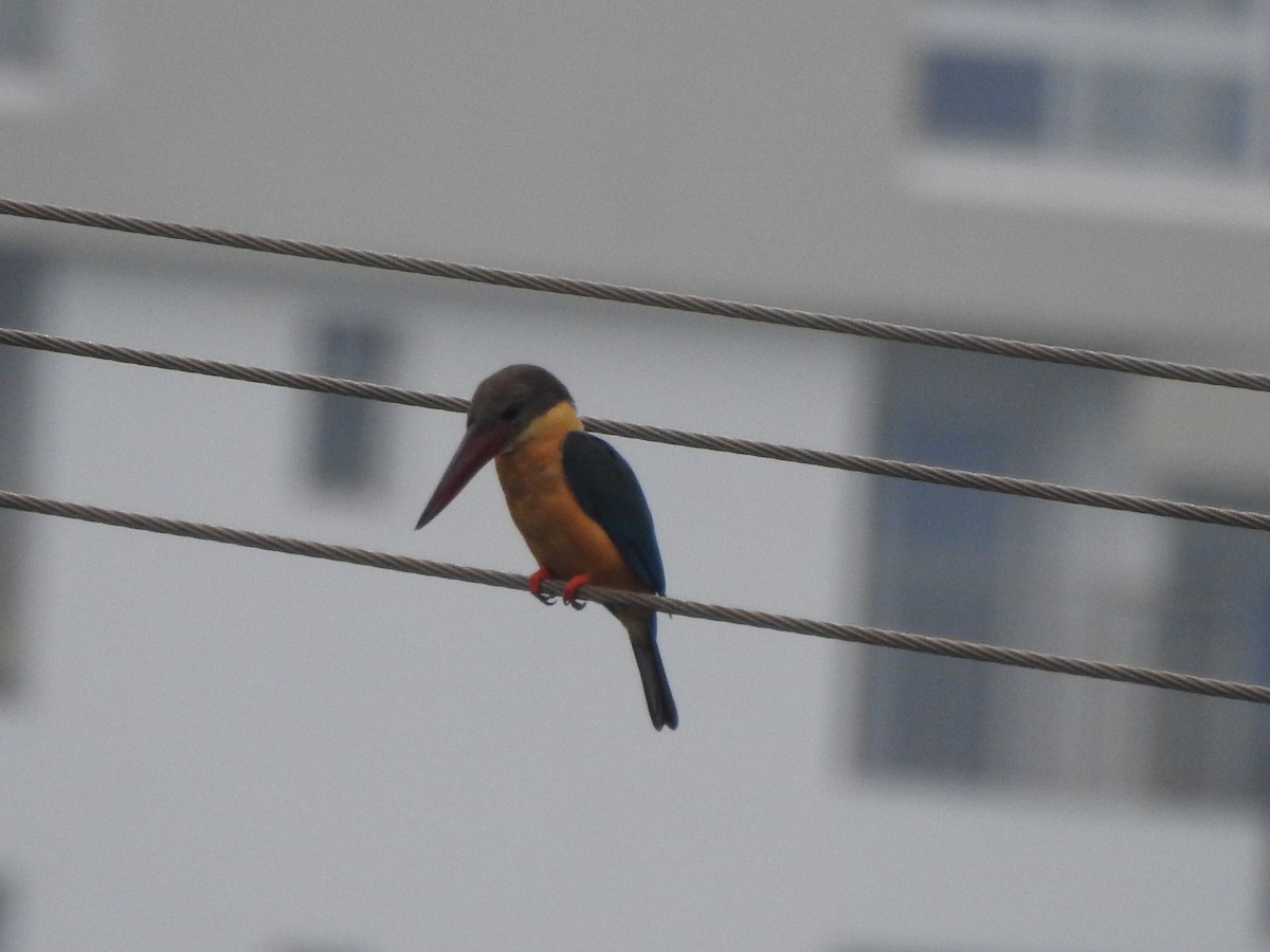 Stork-billed Kingfisher - ML386627261