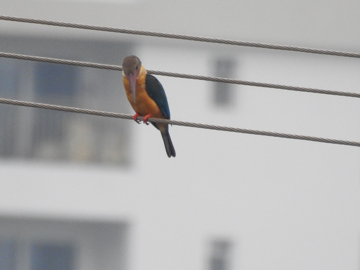 Stork-billed Kingfisher - ML386627321