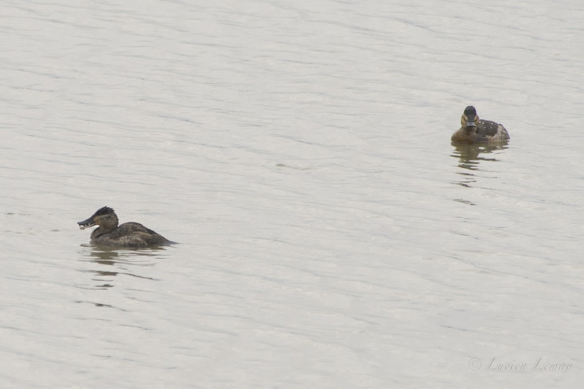 Ruddy Duck - Lucien Lemay