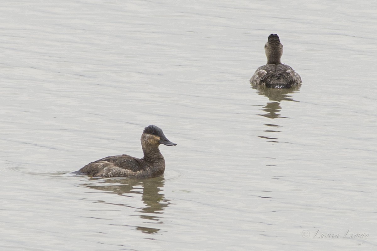 Ruddy Duck - Lucien Lemay