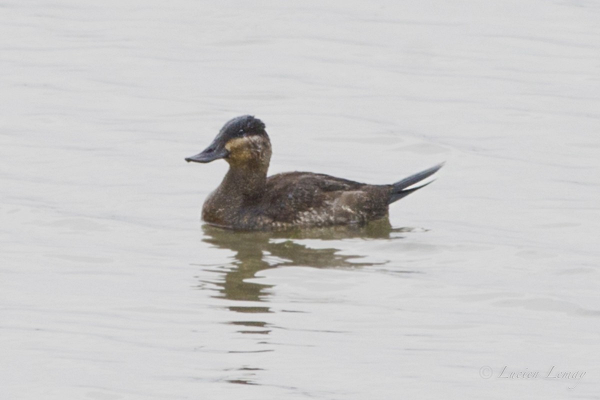 Ruddy Duck - ML38662781