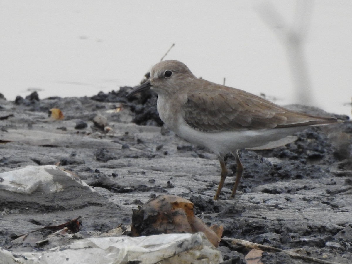 Temminck's Stint - ML386627901