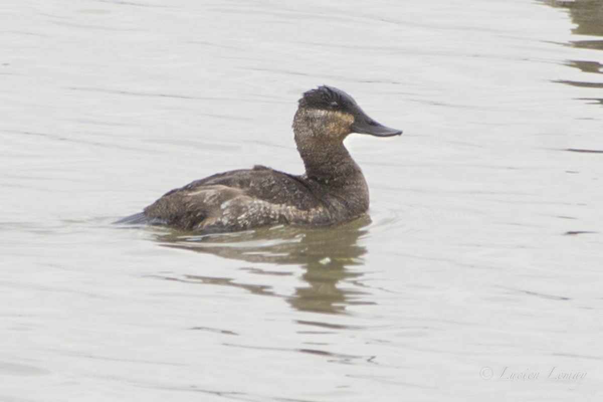 Ruddy Duck - ML38662791