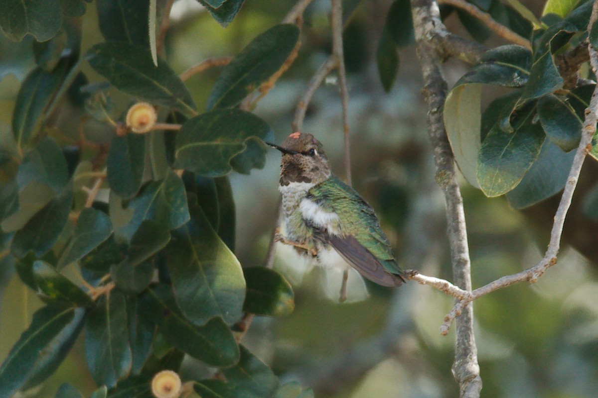 Anna's Hummingbird - ML38662801