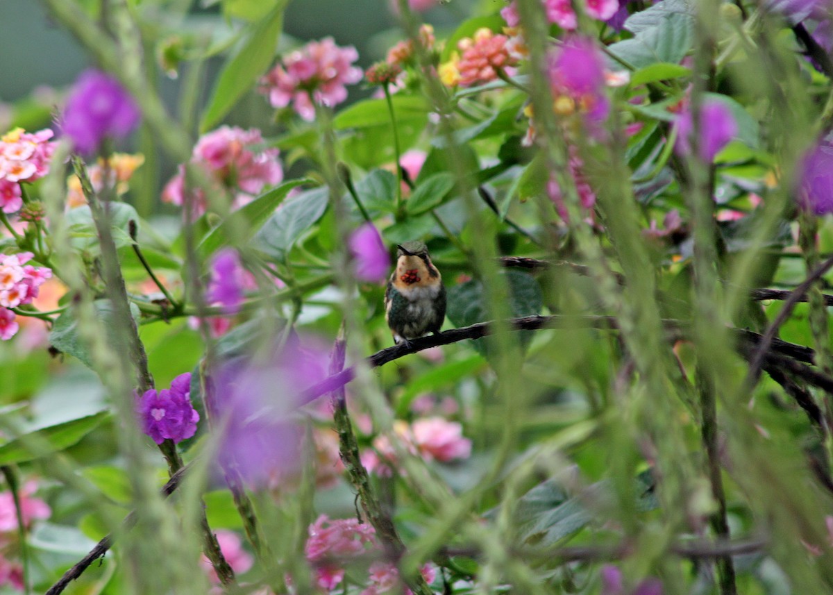 Colibrí de Mulsant - ML386628291