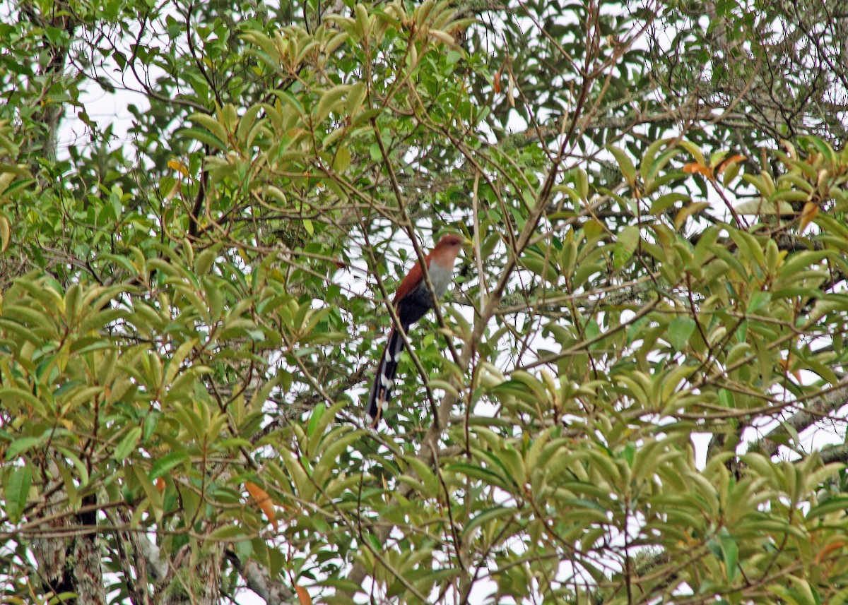 Squirrel Cuckoo - Noreen Baker