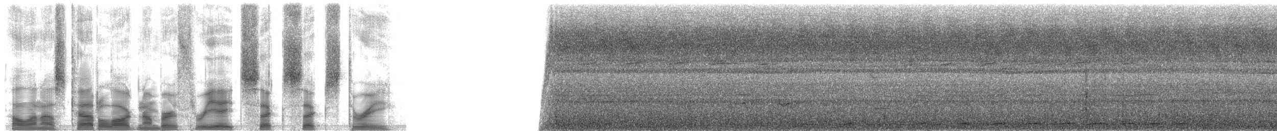 holub okrovohrdlý - ML38663