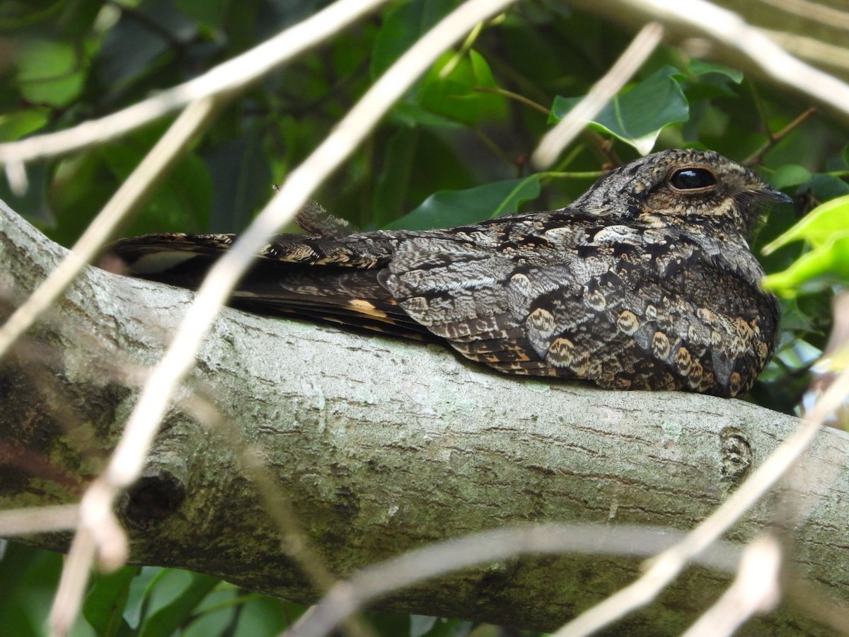 Gray Nightjar - Phuwarin Suchartbunmak