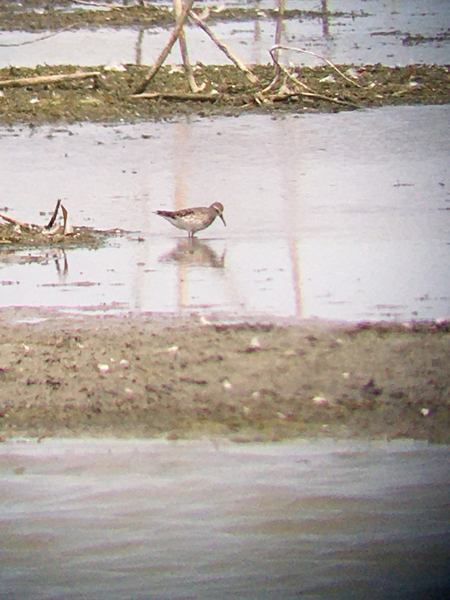 White-rumped Sandpiper - ML386631501