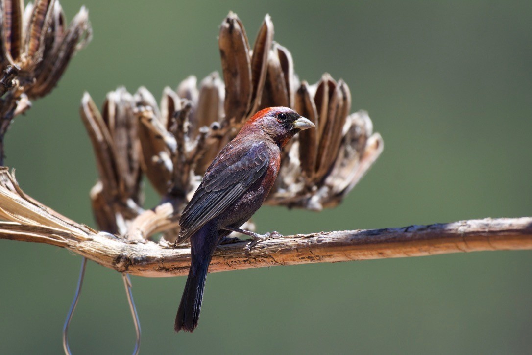 Varied Bunting - ML386632111