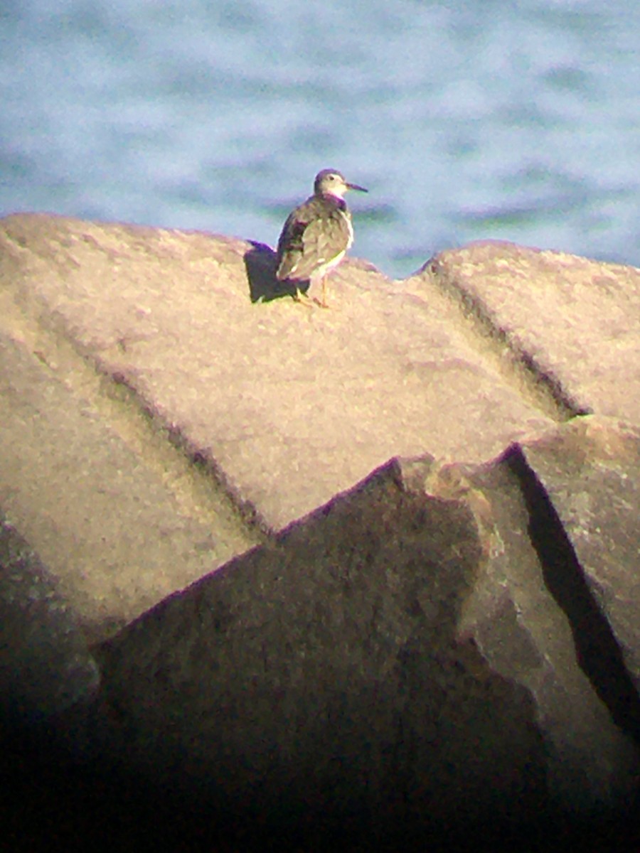 Spotted Sandpiper - ML386632581