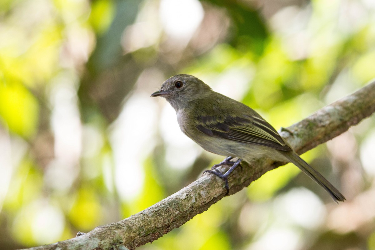 Yellow-crowned Elaenia - Ana Rosa Santos Corazolla
