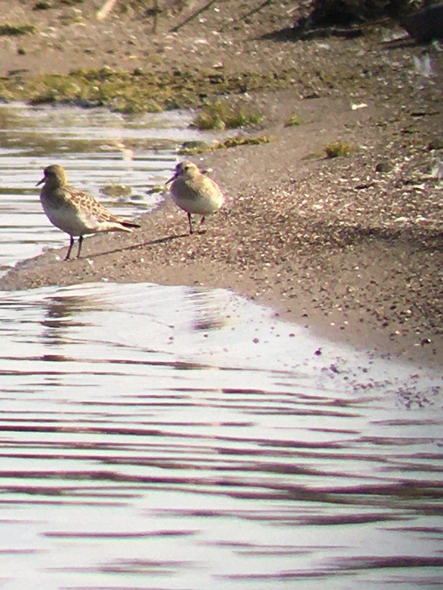 Baird's Sandpiper - Chris Rockwell