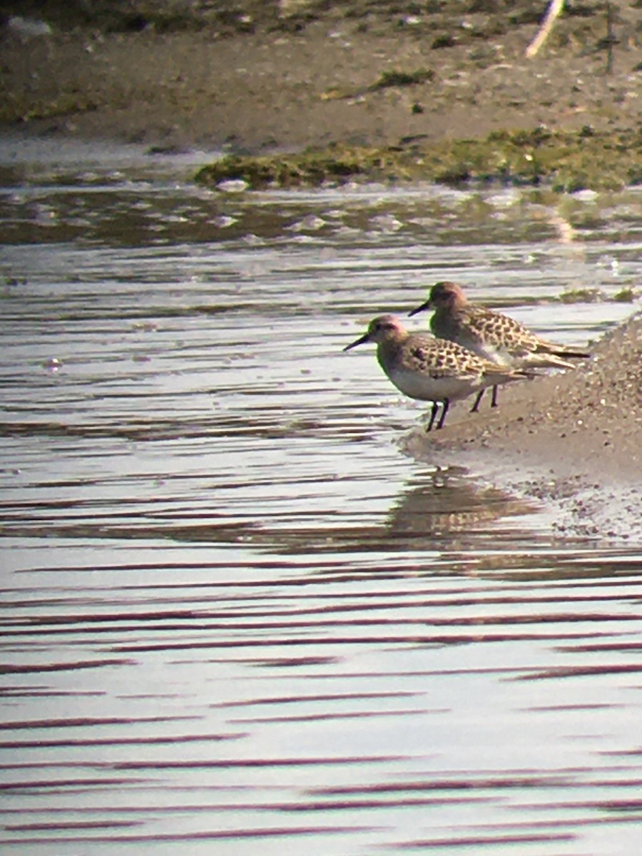 Baird's Sandpiper - Chris Rockwell