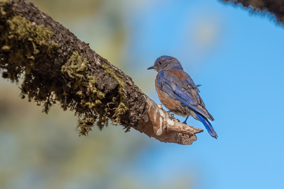 Western Bluebird - ML386633001