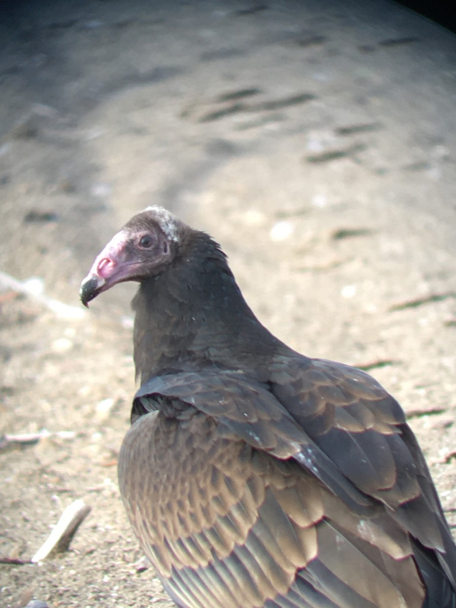 Turkey Vulture - Chris Rockwell