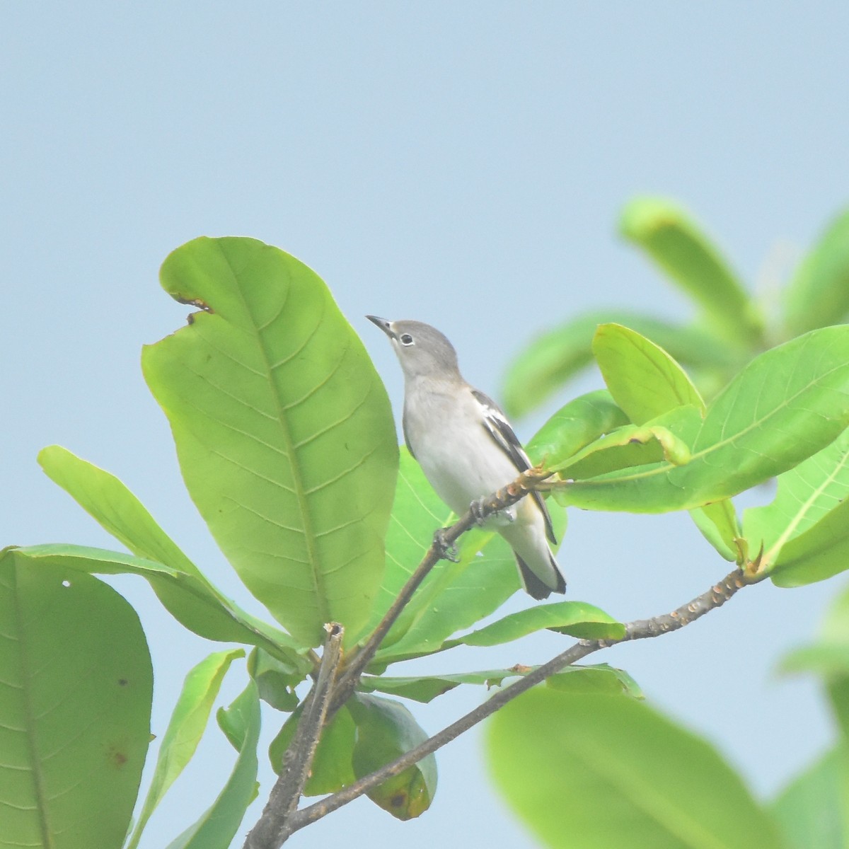 Daurian Starling - ML386634271